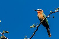 White-fronted Bee-eater (Guêpier à front blanc) White-fronted Bee-eater (Guêpier à front blanc)