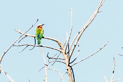 White-fronted Bee-eater (Guêpier à front blanc)_x737A4135-2 null