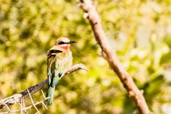 White-fronted Bee-eater (Guêpier à front blanc)_x737A4293-2 null