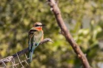 White-fronted Bee-eater (Guêpier à front blanc) White-fronted Bee-eater (Guêpier à front blanc)