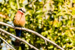 White-fronted Bee-eater (Guêpier à front blanc)_x737A4295-2 null