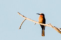 White-fronted Bee-eater (Guêpier à front blanc)_x737A4384-2 null