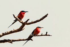 Southern Carmine Bee-eater (Guêpier carmin)_x737A5387-2 null