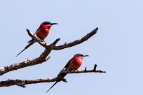 Southern Carmine Bee-eater (Guêpier carmin) Southern Carmine Bee-eater (Guêpier carmin)