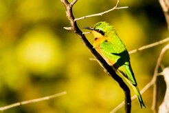 Little Bee-eater (Guêpier nain)_x737A3507-2 null