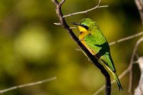 Little Bee-eater (Guêpier nain) Little Bee-eater (Guêpier nain)