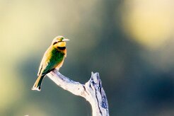 Little Bee-eater (Guêpier nain)_x737A3514-2 null