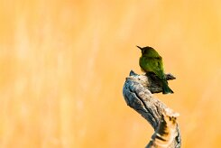 Little Bee-eater (Guêpier nain)_x737A3543-2 null