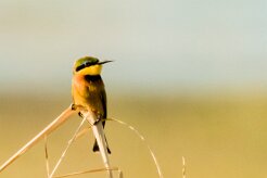 Little Bee-eater (Guêpier nain)_x737A3702-2 null