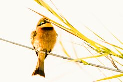Little Bee-eater (Guêpier nain)_x737A3771-2 null