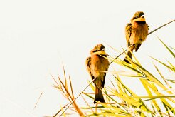 Little Bee-eater (Guêpier nain)_x737A3789-2 null