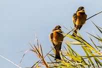 Little Bee-eater (Guêpier nain) Little Bee-eater (Guêpier nain)