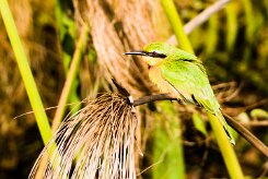 Little Bee-eater (Guêpier nain)_x737A4162-2 null