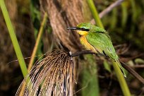 Little Bee-eater (Guêpier nain) Little Bee-eater (Guêpier nain)