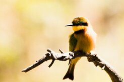 Little Bee-eater (Guêpier nain)_x737A4326-2 null