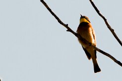 Little Bee-eater (Guêpier nain)_x737A4335-2 null