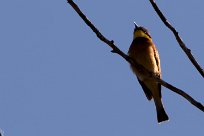 Little Bee-eater (Guêpier nain) Little Bee-eater (Guêpier nain)