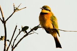 Little bee-eater (Guêpier nain)_7D2_0990 null