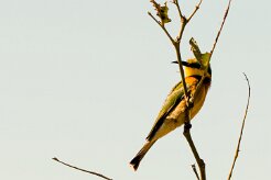 Little bee-eater (Guêpier nain)_7D2_1591 null