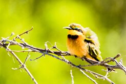 Little bee-eater (Guêpier nain)_7D2_1595 null