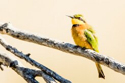 Little bee-eater (Guêpier nain)_7D2_1893 null