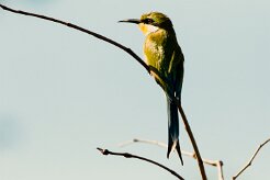 Little bee-eater (Guêpier nain)_7D2_2025 null