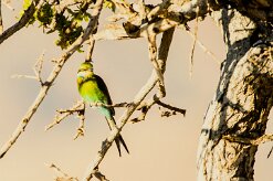 Swallow-tailed Bee-eater (Guêpier à queue d'aronde)_737A2398-2 null