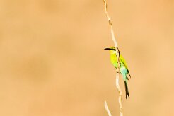 Swallow-tailed Bee-eater (Guêpier à queue d'aronde)_737A2406-2 null