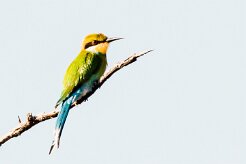 Swallow-tailed Bee-eater (Guêpier à queue d'aronde)_737A2802-2 null