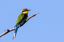 Swallow-tailed Bee-eater (Guêpier à queue d'aronde) Du côté d'Omaruru