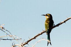 Swallow-tailed Bee-eater (Guêpier à queue d'aronde)_737A9636 null