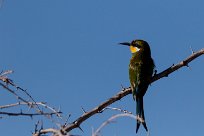 Swallow-tailed Bee-eater (Guêpier à queue d'aronde) Namibie - Parc d'Etosha