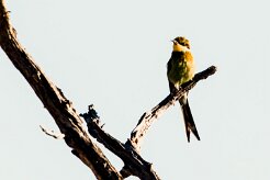 Swallow-tailed Bee-eater (Guêpier à queue d'aronde)_x737A4345-2 null