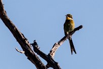 Swallow-tailed Bee-eater (Guêpier à queue d'aronde) Swallow-tailed Bee-eater (Guêpier à queue d'aronde)