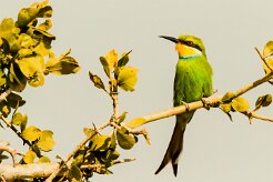 Swallow-tailed Bee-eater (Guêpier à queue d'aronde)_x737A5372-2 null