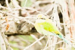 Swallow-tailed Bee-eater-(Guêpier à queue d'aronde)_737A5408-2 null