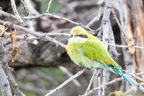 Swallow-tailed bee-eater (Guêpier à queue d'aronde) Etosha