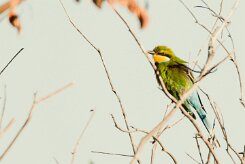 Swallow-tailed bee-eater (Guêpier à queue d'aronde)_7D2_0356 null
