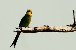 Swallow-tailed bee-eater (Guêpier à queue d'aronde)_7D2_1110 null