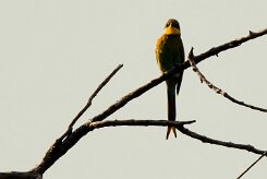 Swallow-tailed bee-eater (Guêpier à queue d'aronde)_7D2_1157 null