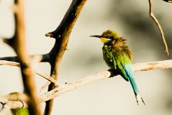Swallow-tailed bee-eater (Guêpier à queue d'aronde)_7D2_2470 null