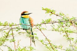 European Bee-eater-(Guêpier d'Europe)_737A5175-2 null