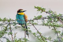 European Bee-eater (Guêpier d'Europe) Etosha