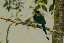 Momoto diademado (Motmot de Lesson)_231207_6159-2 null