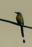 Momoto diademado (Motmot de Lesson)_231208_6258-2 null