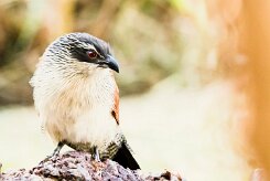 White-browed Coucal (Coucal à sourcils blancs)_x737A3653-2 null