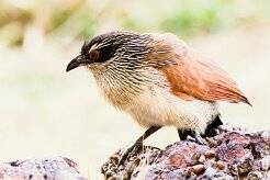 White-browed Coucal (Coucal à sourcils blancs)_x737A3658-2 null