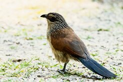 White-browed Coucal (Coucal à sourcils blancs)_x737A3661-2 null