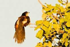 Coppery-tailed Coucal (Coucal des papyrus)_7D2_2498 null
