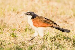 Coppery-tailed Coucal (Coucal des papyrus_7D2_0829 null